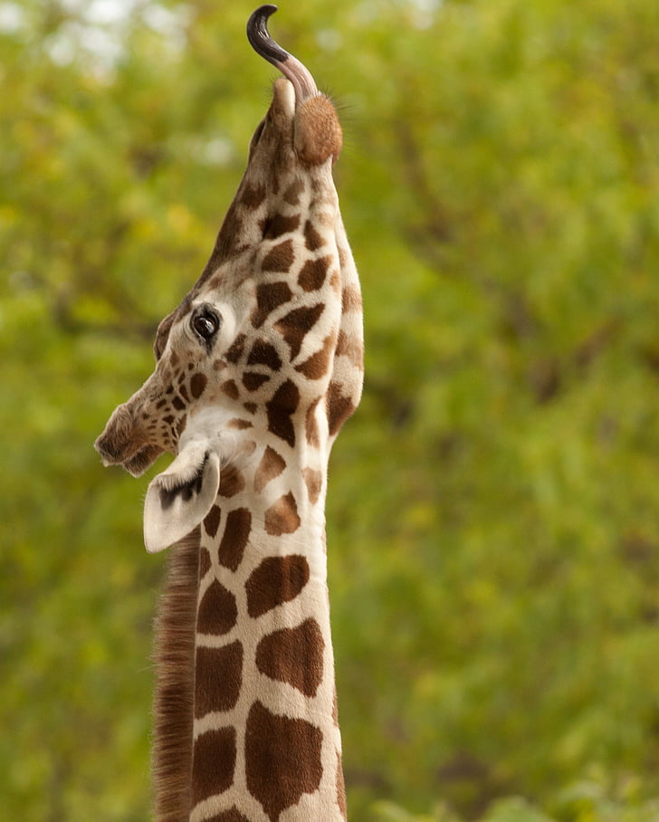 giraffe, mammal, nature, animal, wildlife, africa, zoo