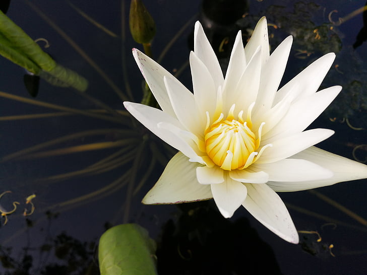 Lotus, fleur, blanc, belle, pétale, couleur blanche, capitule