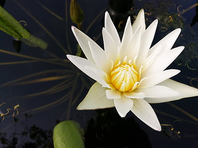 Lotus, цвете, бяло, Красив, венчелистче, бял цвят, Цветето