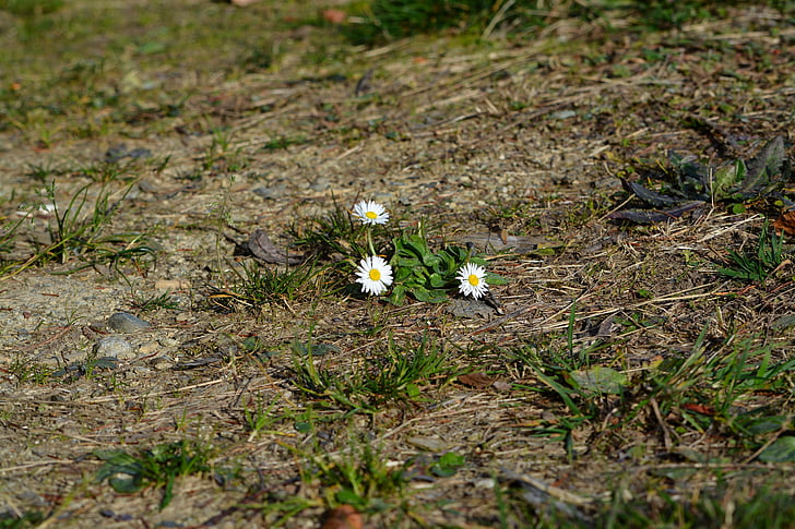 daisy, flowers, white