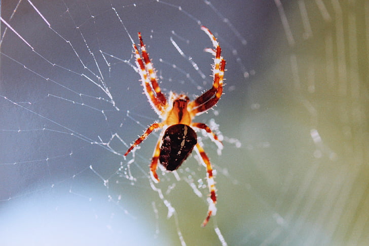 spider, cobweb, true orb weaver, spin, arachnid, animal, animals
