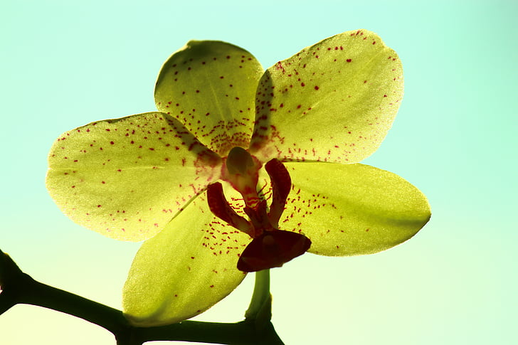 yellow orchid, bright rear space, orchid, flower, art, yellow, close-up