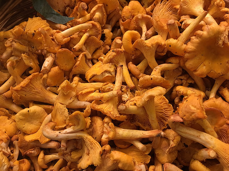 chanterelles, mushrooms, fresh chanterelles