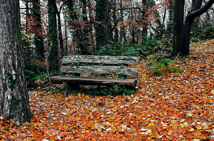 Outono, escapo, floresta, privacidade, natureza, madeira, Parque