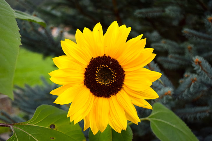 sun flower, flower, sun, yellow, blossom, bloom, close
