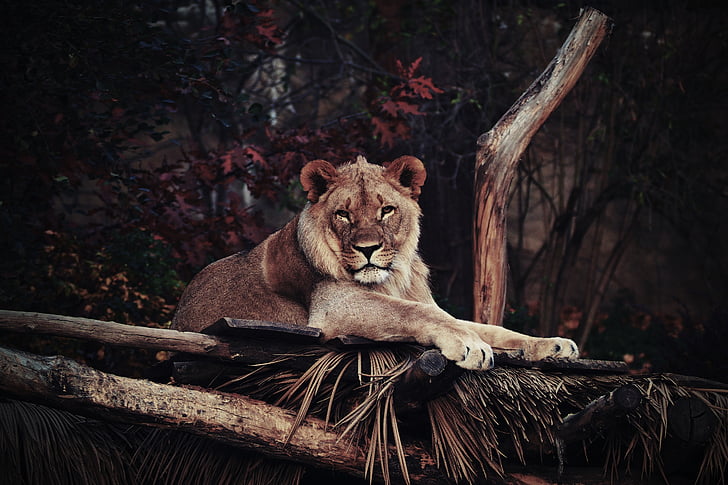 sư tử, động vật, đặc biệt Savana, động vật, đầu, động vật có vú, sở thú