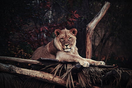 Lauva, dzīvnieki, savana, dzīvnieku, vadītājs, zīdītāju, zooloģiskais dārzs