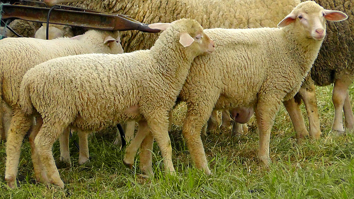 羊の群れ, 羊, ウール, 動物, 頭, 毛皮, ソフト