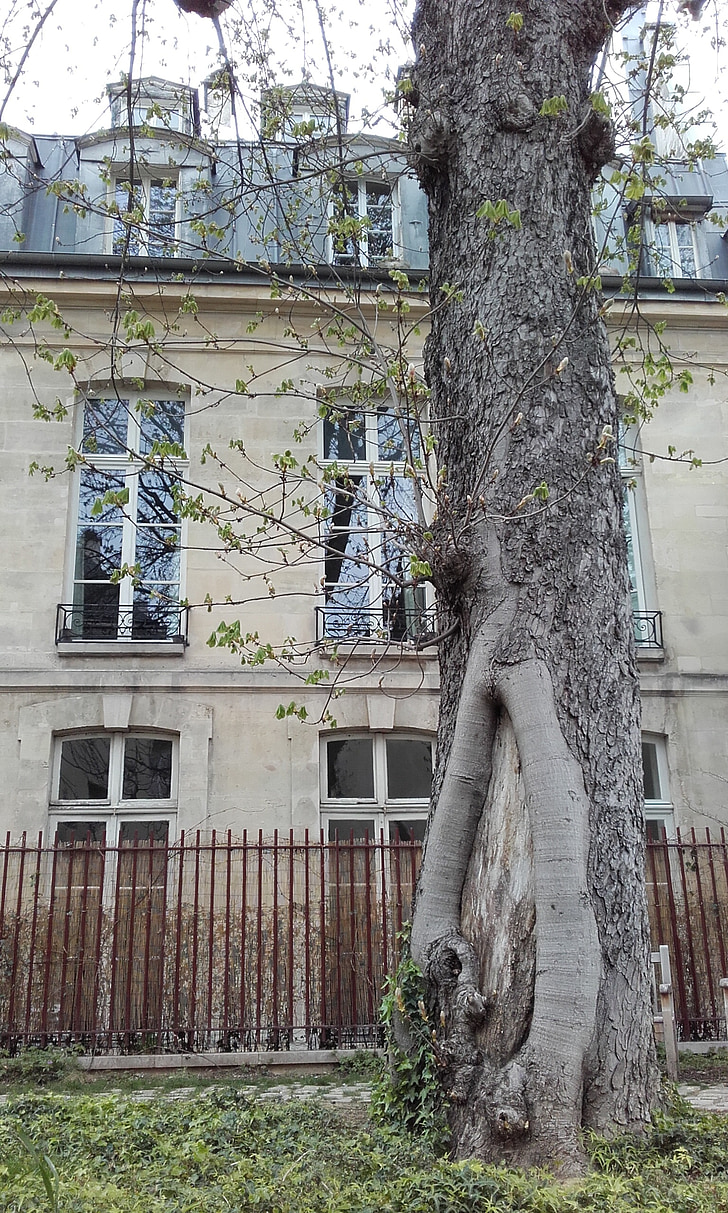 Paris, arhitektūra, dārza, koks, trunck, stumbrs