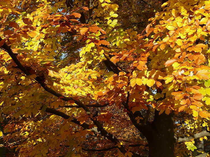 Beech, Fagus sylvatica, Fagus, lövträd, gyllene höst, gyllene oktober, hösten