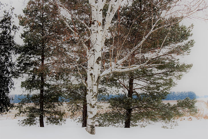 arbre de bedoll, neu, cobert, l'hivern, paisatge