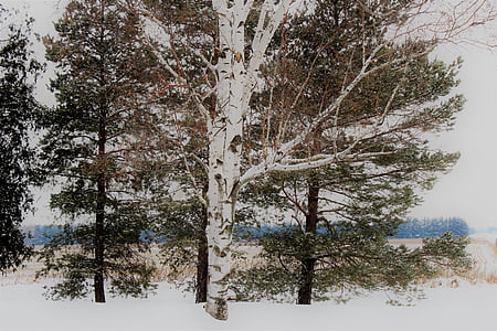 árbol de abedul, nieve, cubierto, invierno, paisaje