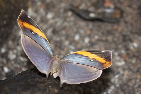 sommerfugl, grå, orange, Wing, insekt, grå, natur
