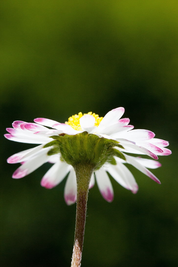 Daisy, Bellis-Philosophie, Tausendschön, monatsroeserl, m-p, Gänseblümchen, blühende Pflanze