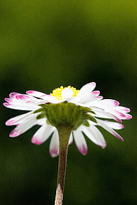 Дейзі, Bellis філософії, tausendschön, monatsroeserl, m-p, мало Дейзі, квіткова рослина