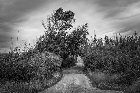 path, dirt road, countryside, landscape, nature, rural, scenery