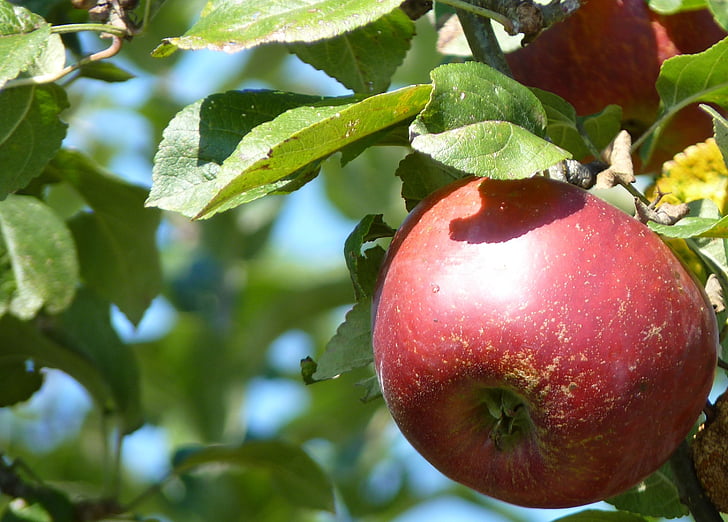 Apple, rosso, giorno del ringraziamento, frutta, albero di mele, Frisch, vitamine