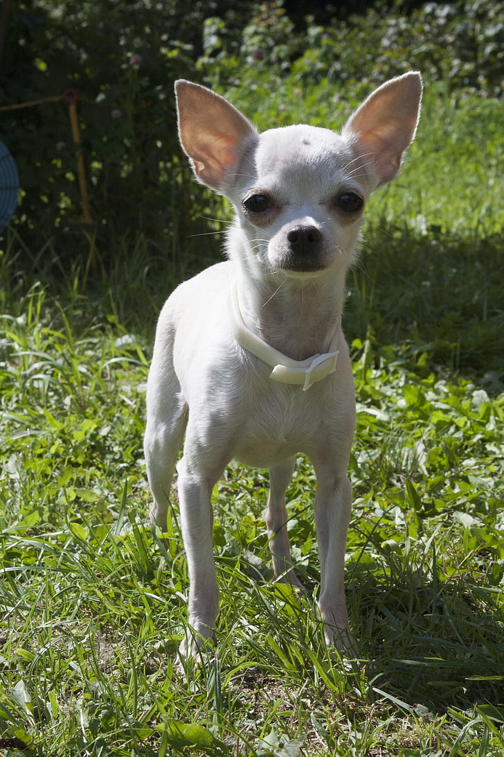 Chihuahua, con chó, con chó nhỏ, con chó màu trắng, vật nuôi, con chó