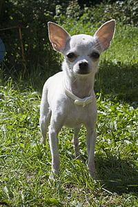 Chihuahua, hond, kleine hond, witte hond, huisdieren, honden