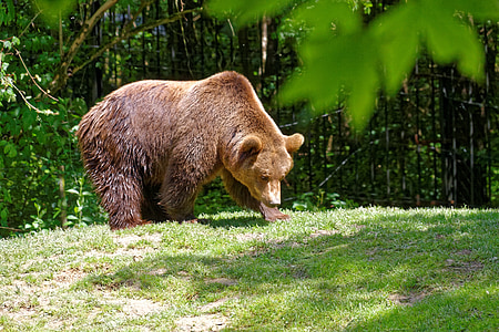 gấu, động vật, hoang dã, thế giới động vật, lông, sở thú, công viên động vật hoang dã
