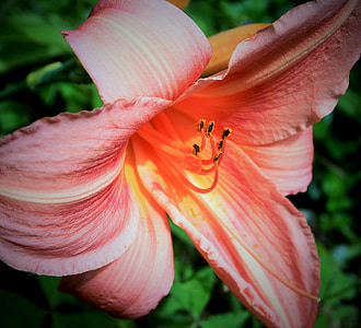Ngày lily, Hoa, Lily, màu da cam, mong manh, nhị hoa, màu vàng