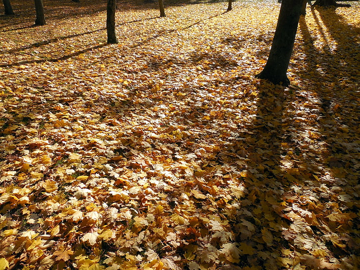 Outono, folhas, dourado, Outono dourado, folhagem de outono, emergir, coloração de folha