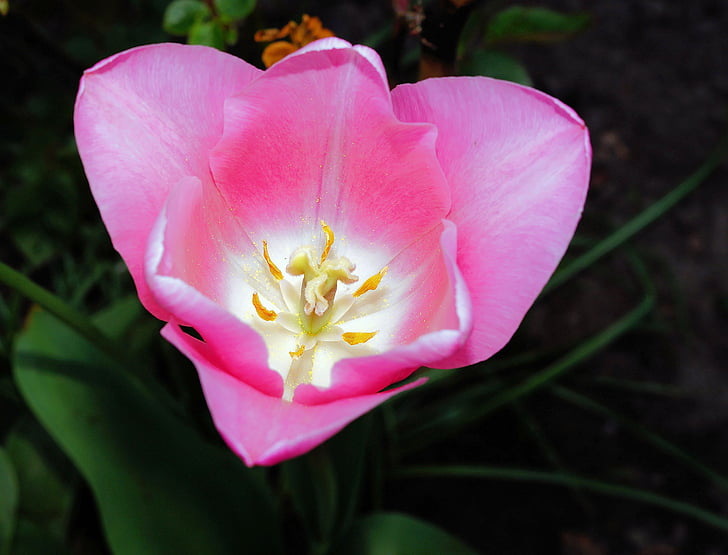 Tulip, blomst, Blossom, Bloom, Pink, Luk, Smuk