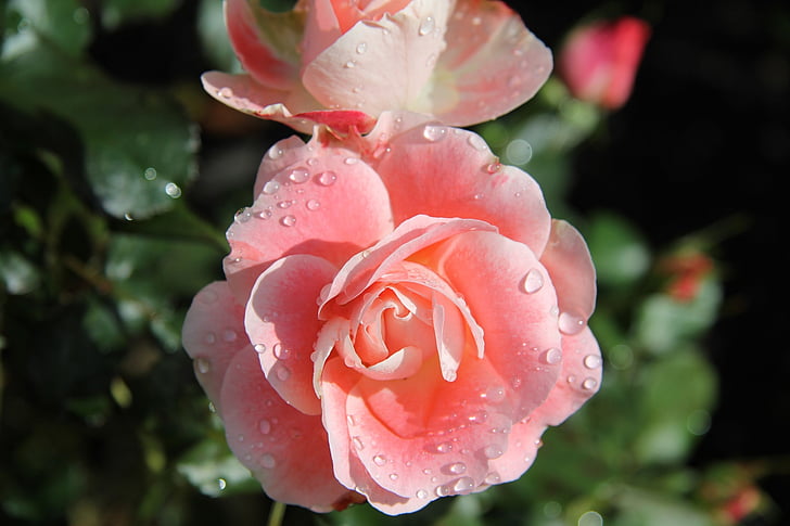 ruusut, vaaleanpunainen, kukat, kukkii, kukkii, Celine delbard, kasvi