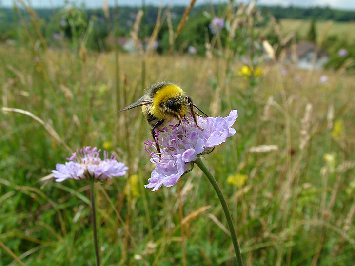 bumblebee, meadow, summer, bee, nature, insect, field