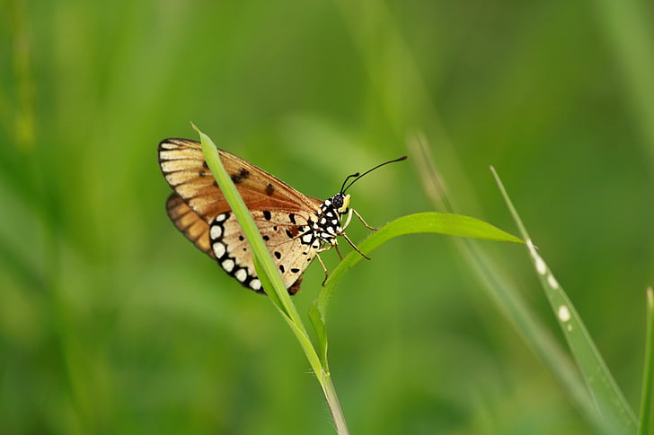 acraea Terpsichora na podzim roku, motýl, Tawny coster, acraea, volně žijící zvířata, Wild, hmyz