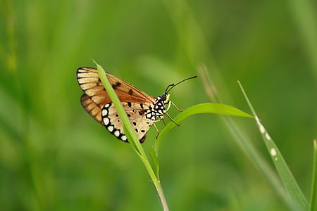 acraea terpsicore, vlinder, Tawny coster, acraea, dieren in het wild, Wild, insect