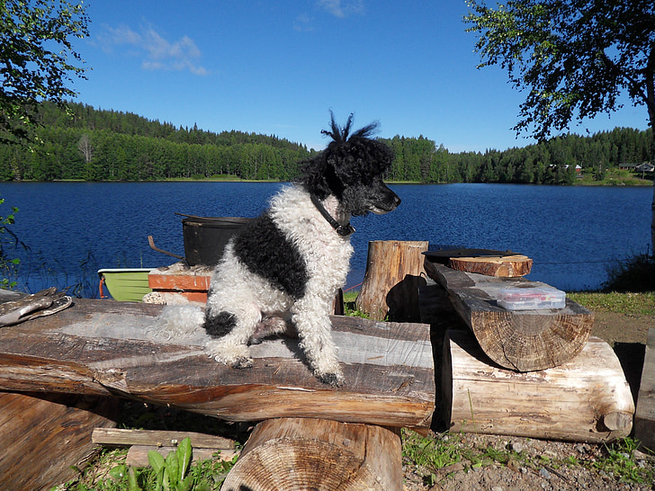 cão, poodle arlequim, Lago, Verão, myhinkoski