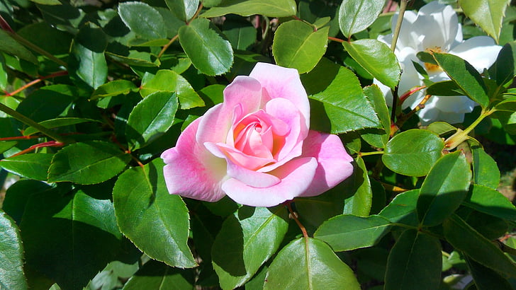 Rosa, flor, perenne, fulla, pètal, natura, planta