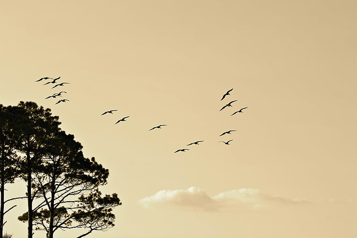 animals, birds, flight, nature, silhouette, sky, trees