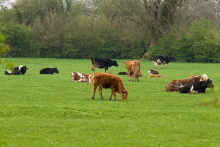 kvæg, ko, køer, besætning, dyr, dyr, græs