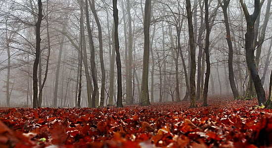 ősz, természet, erdő, piros, lombozat, fák, köd