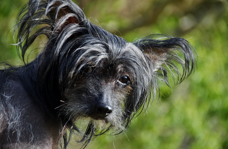 suns, skats, Ķīnas Cekulainā suņa, matiem suņu, melna, suņa galvu, suņa acīm