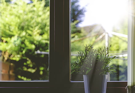 zöld, növény, belső, ablak, nappali, üveg - anyag, beltéri