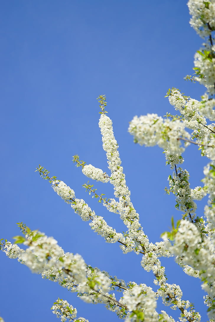 Třešňové květy, květiny, bílá, strom, kvetoucí větvičky, větev, třešeň ptačí
