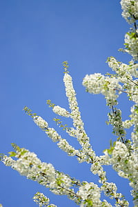 cerejeiras em flor, flores, Branco, árvore, galho de florescência, filial, Azereiro