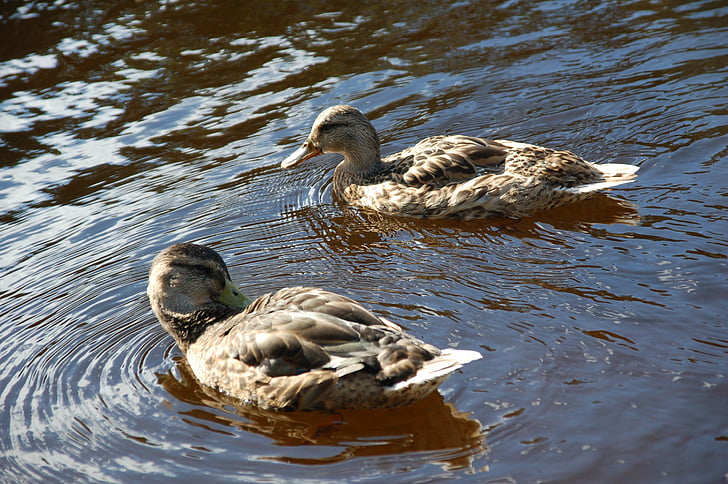 duck, ends, water, bird, oslo, norway, wash