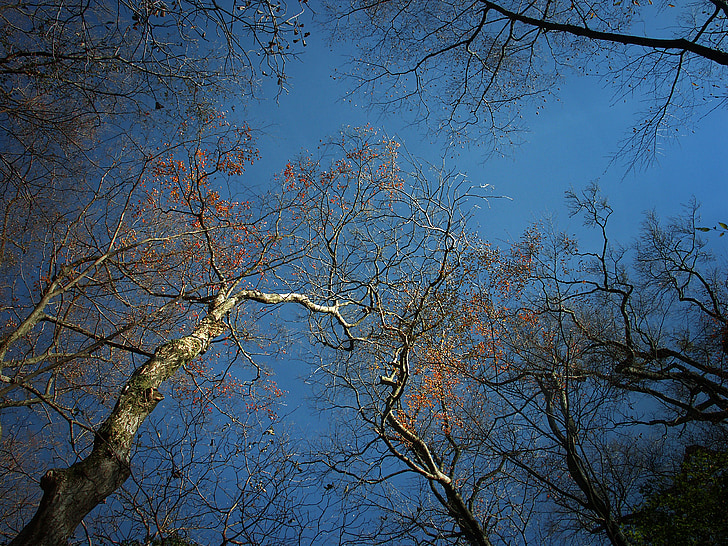 drewno, zimowe, opadłych liści, niebo, dobrej pogodzie, Japonia, Hakone