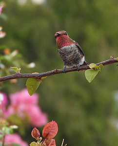 hummingbird, anna's hummingbird, bird