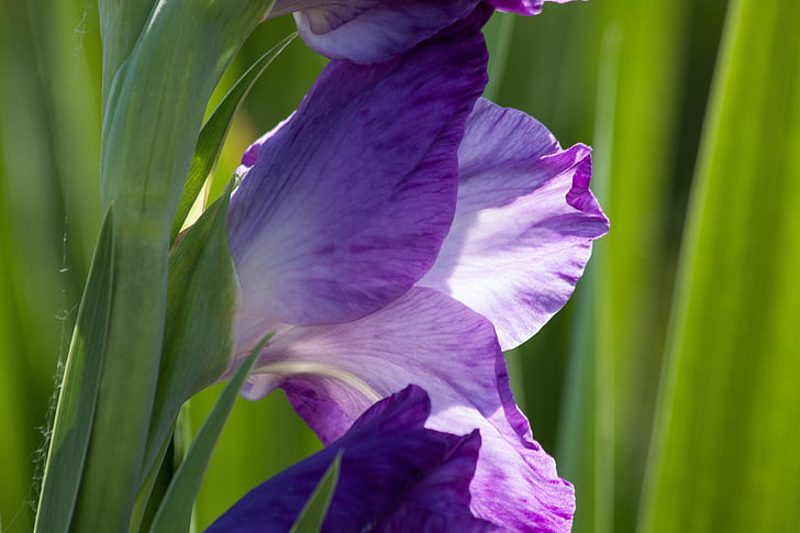 gladiolus, sword flower, iridaceae, violet, white, green, bloom