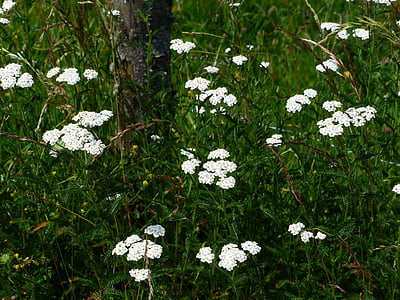 common yarrow, yarrow, blossom, bloom, white, flower, pointed flower