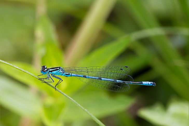 Dragonfly, makro, Lukk, insekt, dyr, blå dragonfly, makrofotografering