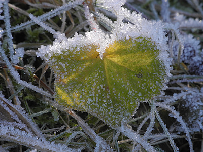 blad, bevroren, eiskristalle, koude, Frost, ijs, natuur