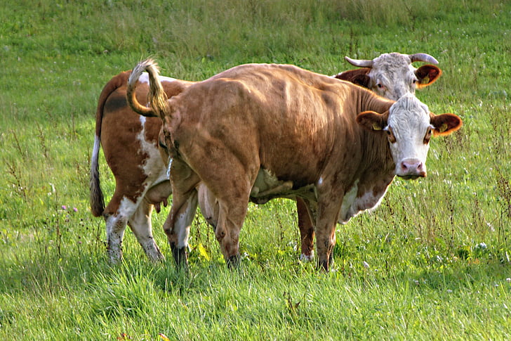 krávy, zvířata, louka, Příroda