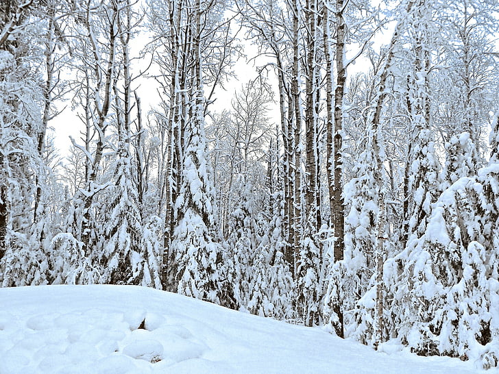 Zima, snijeg, bijeli, hladno, Božić, priroda, odmor