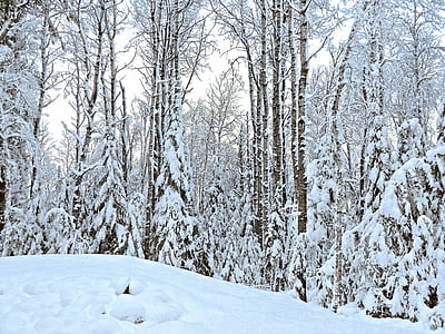 Зима, снег, Белый, холодная, Рождество, Природа, праздник